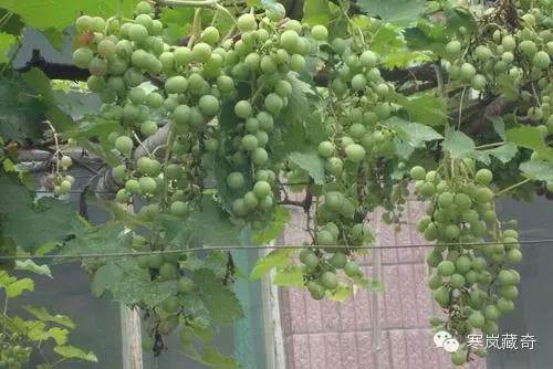 BEAT365：乐高无限信号中继器怎么做 信号中继器有什么用(图2)