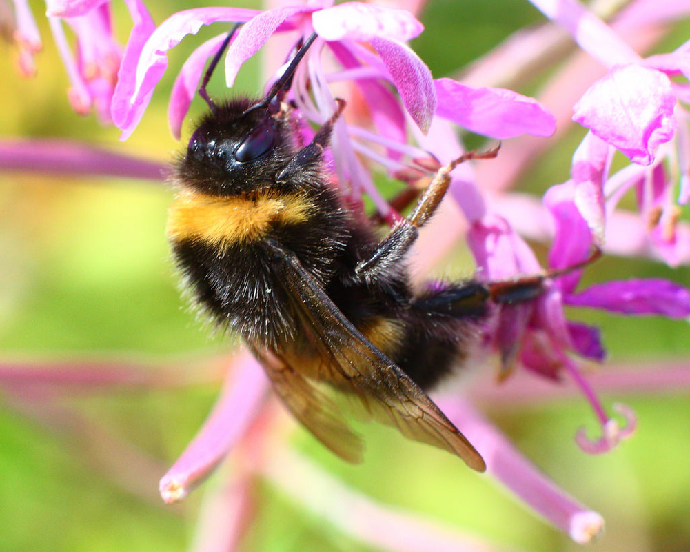 beat365_方舟生存进化狮鹫怎么操作 方舟手游狮鹫有什么用(图2)